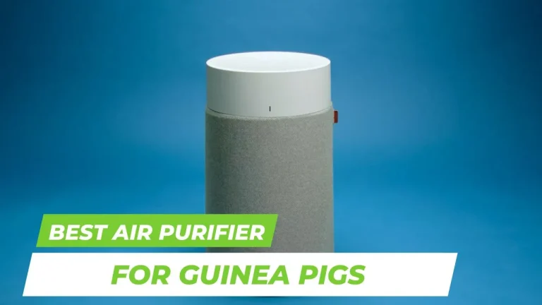 8 Best Air Purifier For Guinea Pigs in 2024